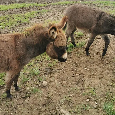 Ferienwohnung-strand-edomsharder-hof-nordstrand شقة *